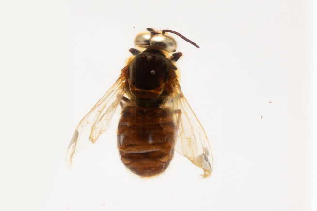 Honeybee Castes - Embedded Specimen Mounts 6