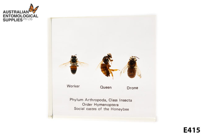 Honeybee Castes - Embedded Specimen Mounts 1
