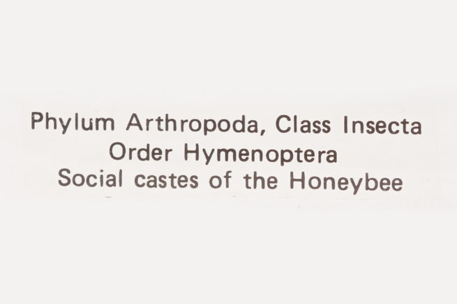 Honeybee Castes - Embedded Specimen Mounts 3