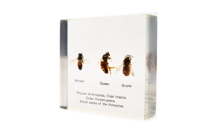 Honeybee Castes - Embedded Specimen Mounts 2