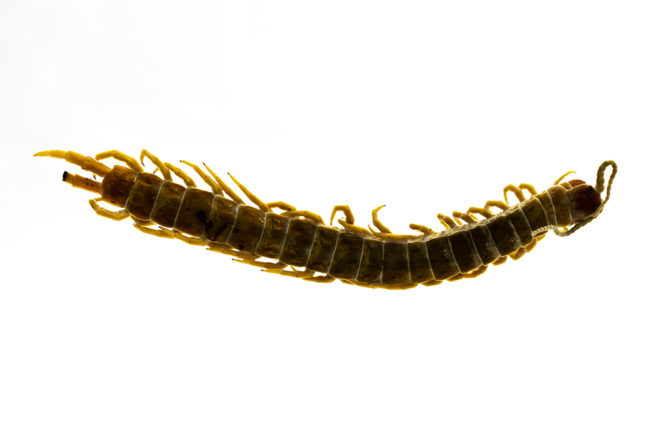 Centipede - Embedded Specimen Mounts 4