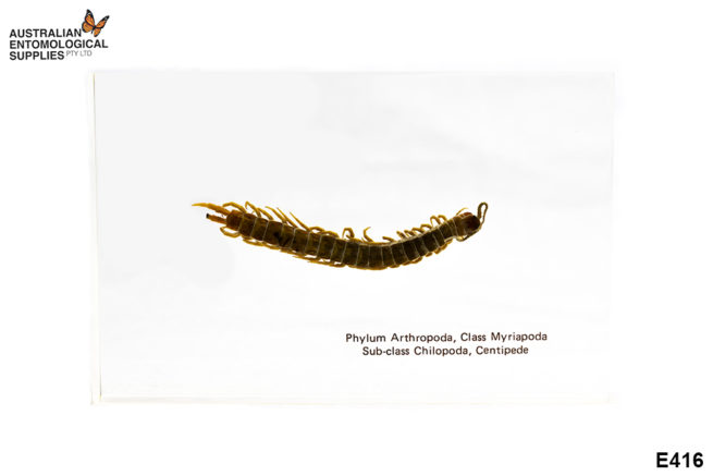Centipede - Embedded Specimen Mounts 1