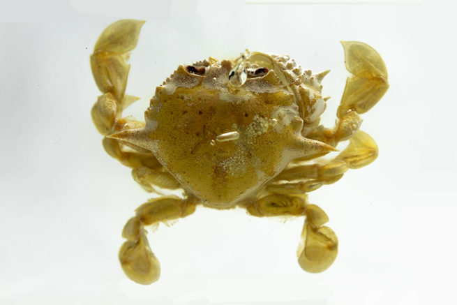Swimming Crab - Embedded Specimen Mounts 3