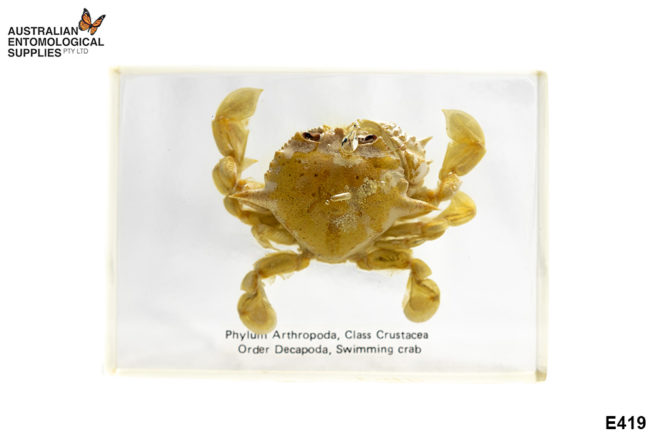 Swimming Crab - Embedded Specimen Mounts 1