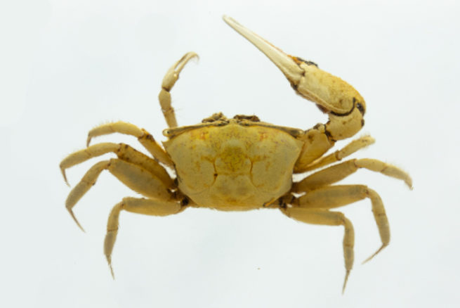 Fiddler Crab - Embedded Specimen Mounts 4