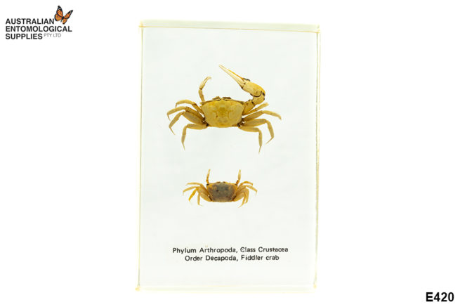 Fiddler Crab - Embedded Specimen Mounts 1
