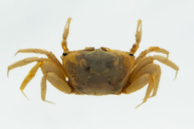 Fiddler Crab - Embedded Specimen Mounts 5