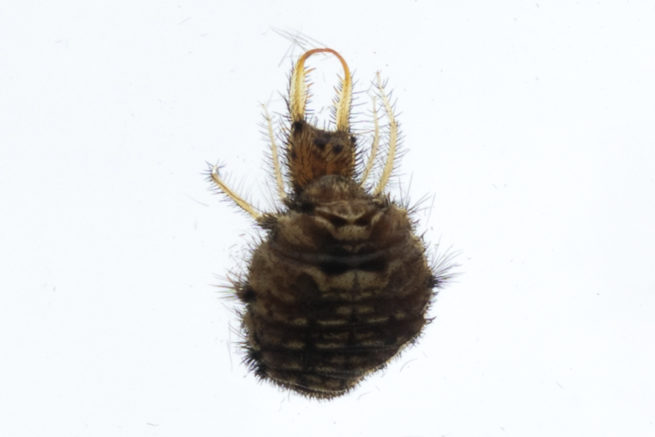 Neuroptera Life Cycle - Embedded Specimen Mounts 6