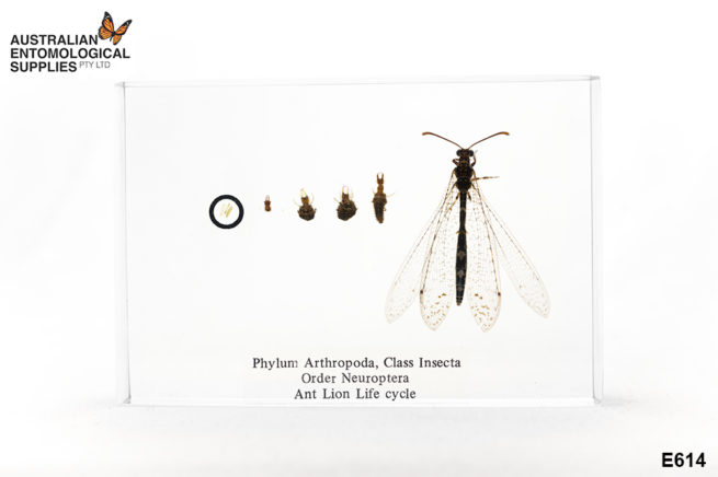 Neuroptera Life Cycle - Embedded Specimen Mounts 1