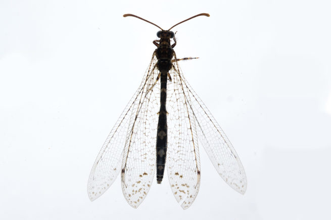Neuroptera Life Cycle - Embedded Specimen Mounts 4