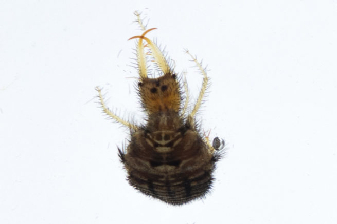 Neuroptera Life Cycle - Embedded Specimen Mounts 7