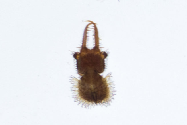 Neuroptera Life Cycle - Embedded Specimen Mounts 8