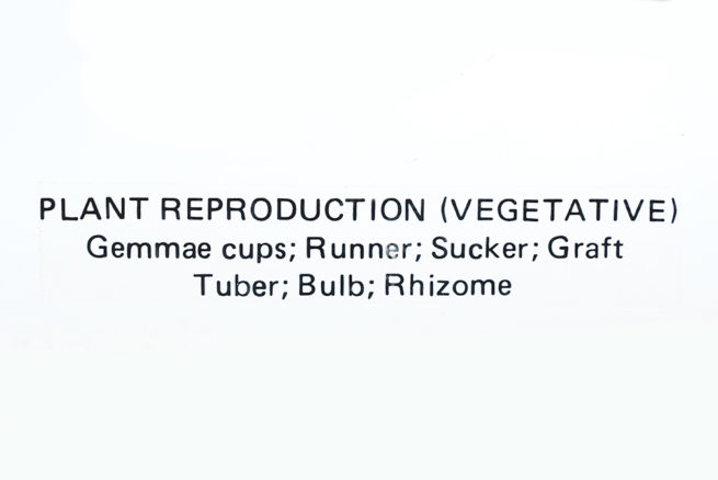 Plant Reproduction (Vegetative) - Embedded Specimen Mounts 3