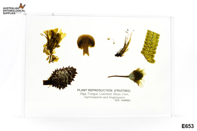 Plant Reproduction (Fruiting) - Embedded Specimen Mounts 1