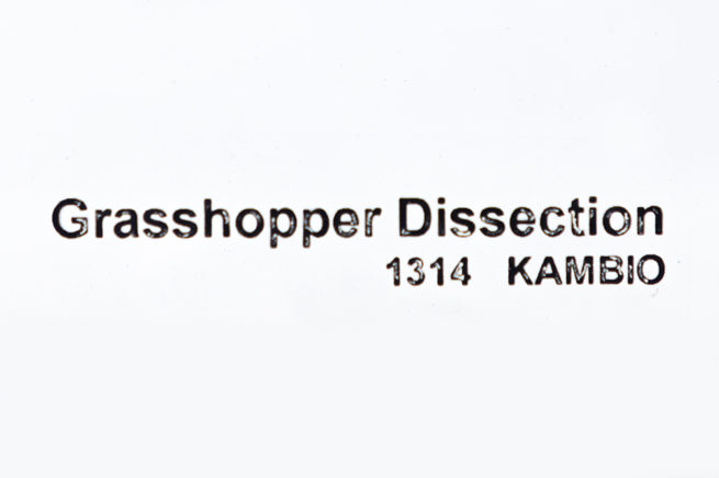 Grasshopper Dissection - Embedded Specimen Mounts 4