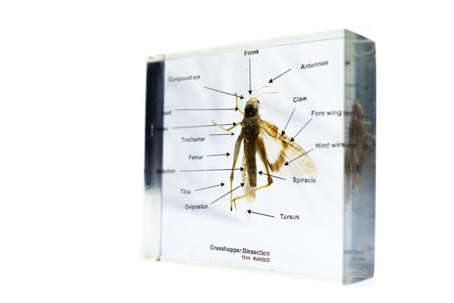 Grasshopper Dissection - Embedded Specimen Mounts 2