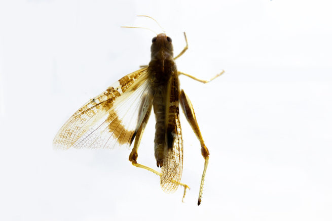 Grasshopper Dissection - Embedded Specimen Mounts 3