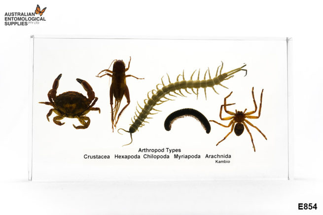 Arthropod Types - Embedded Specimen Mounts 1