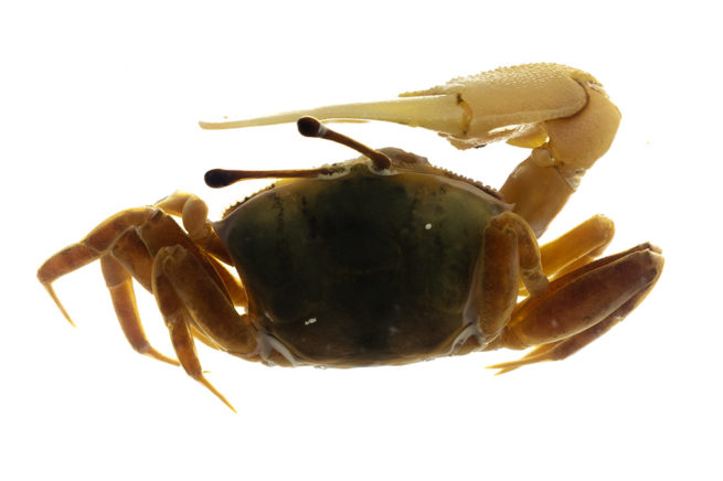 Crustacea Types - Embedded Specimen Mounts 6