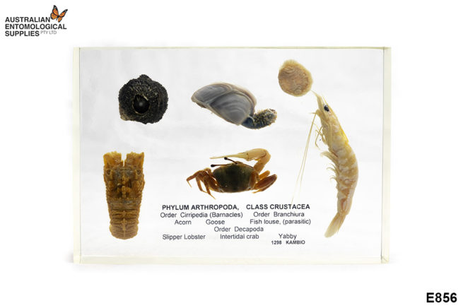 Crustacea Types - Embedded Specimen Mounts 1