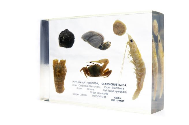 Crustacea Types - Embedded Specimen Mounts 2