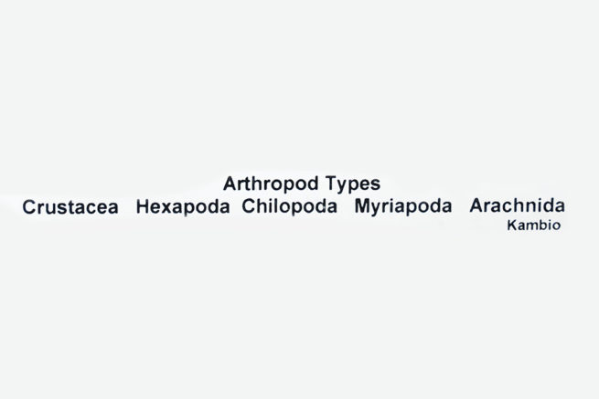 Arthropod Types - Embedded Specimen Mounts 3