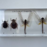 dragonfly life cycle embedded specimen mounts