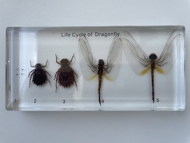 dragonfly life cycle embedded specimen mounts