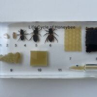 Honeybee lifecycle educational display with specimens and stages