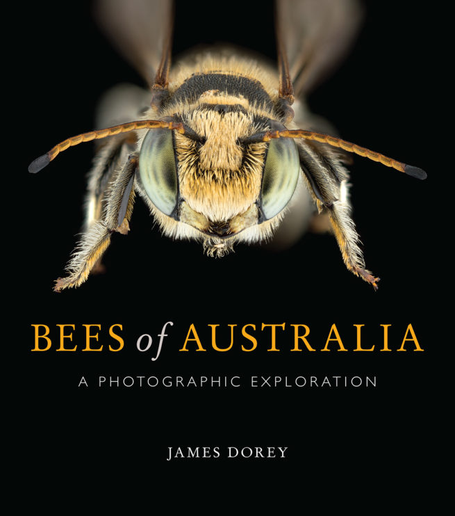 Bees of Australia: A Photographic Exploration 1