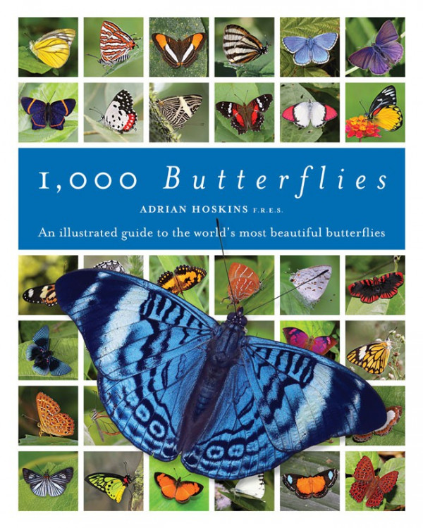 1000 Butterflies, Adrian Hoskins 1