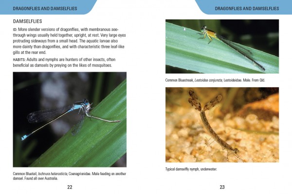 Reed Concise Guide: Insects of Australia, Paul Zborowski 2