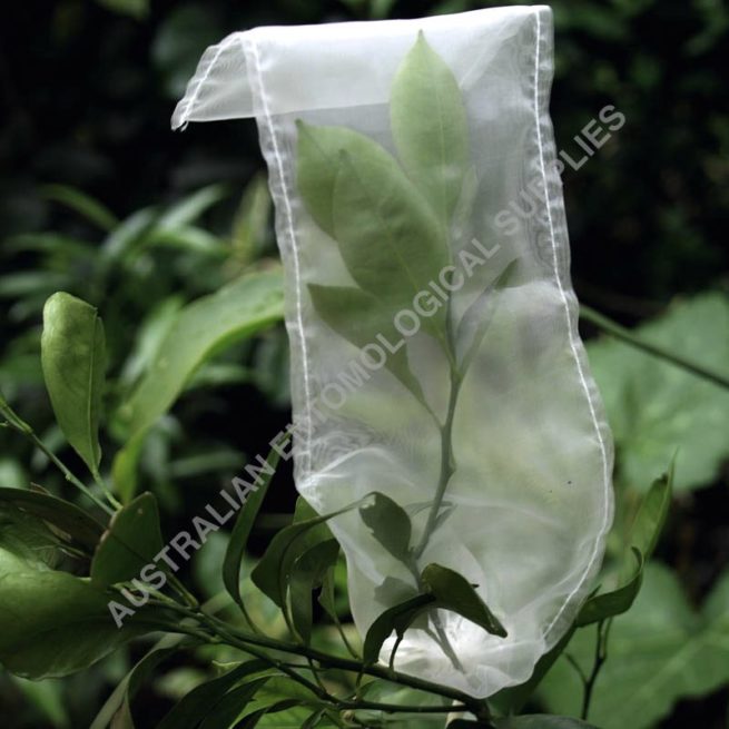 Insect Rearing Bags 1
