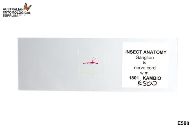 Prepared Slide - Grasshopper or Cockroach - Ganglion and Nerve Cord 1