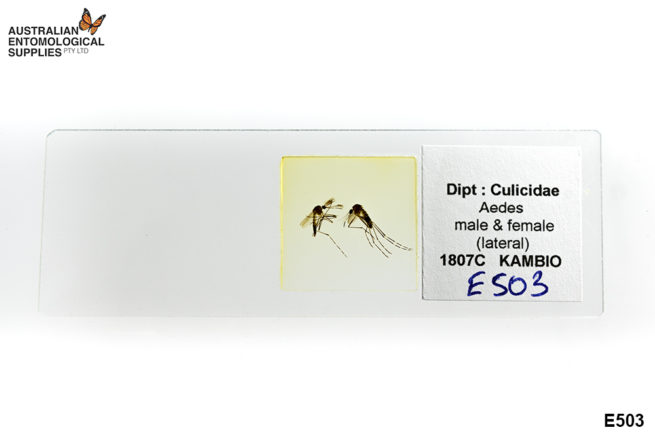 Prepared Slide - Mosquito - Aedes, Male and Female Lateral 1