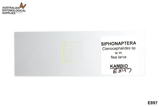 Prepared Slide - Siphonaptera - Ctenocephalides, w.m. Flea Larva 1