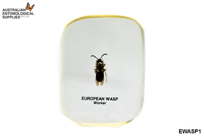 European Wasp Worker - Embedded Specimen Mount 1
