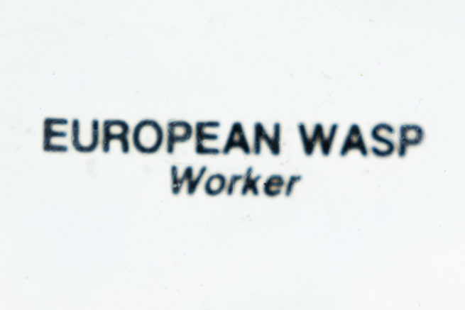 European Wasp Worker - Embedded Specimen Mount 4