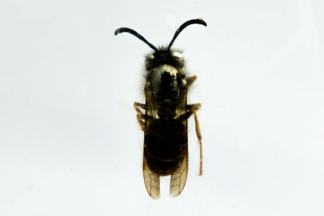 European Wasp Worker - Embedded Specimen Mount 3