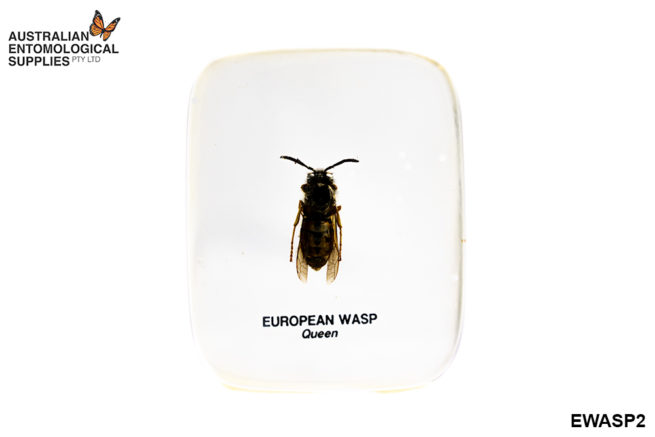 European Wasp Queen - Embedded Specimen Mount 1