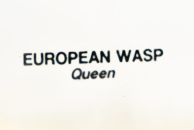 European Wasp Queen - Embedded Specimen Mount 4
