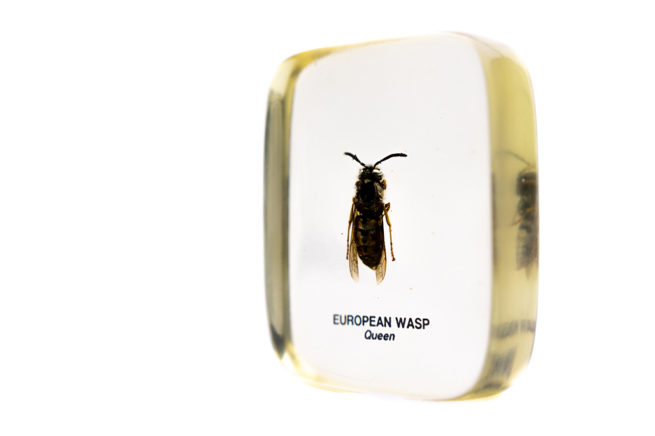 European Wasp Queen - Embedded Specimen Mount 2