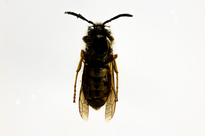 European Wasp Queen - Embedded Specimen Mount 3
