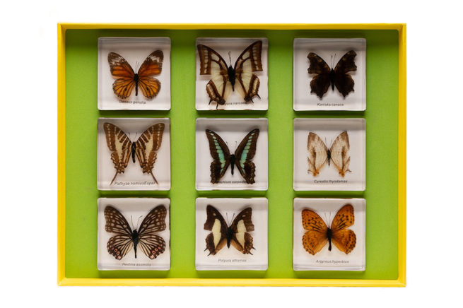 Bug Blocks - Set of 9 Embedded Butterflies 4