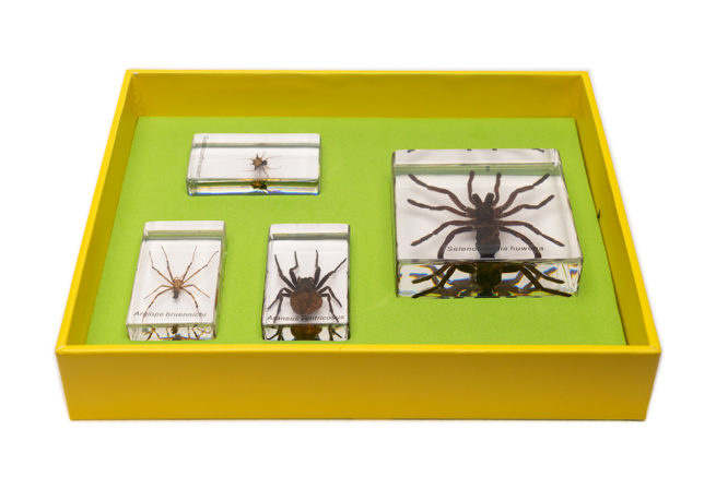 Bug Blocks - Set of 4 Embedded Spiders 4