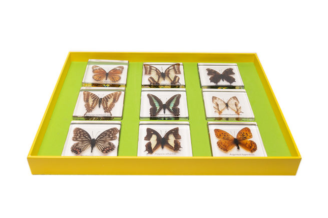 Bug Blocks - Set of 9 Embedded Butterflies 2