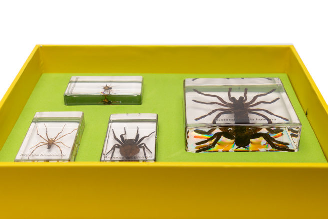 Bug Blocks - Set of 4 Embedded Spiders 5