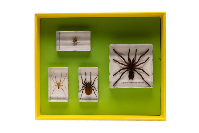 Bug Blocks - Set of 4 Embedded Spiders 3