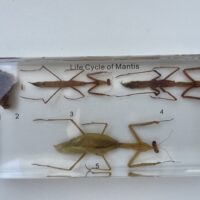 Presented as a clear acrylic block measuring 100 x 70 x 40mm, featuring embedded specimens of the 5 life cycle stages of the mantis.