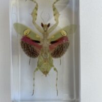 Embedded Specimen of a Jeweled Flower Mantis - Ento Supplies